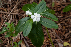 Madagascar Periwinkle - White flower morph