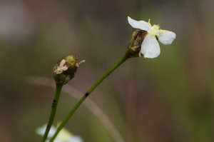 Carolina yellow-eyed grass flower