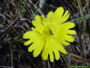 Yellow Butterwort flower (Pinguicula lutea)