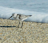 A sanderling running ahead of a wave.