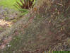 Live oak trunk and bark detail