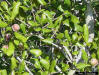 Myrtle oak leaf