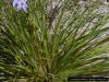 Narrowleaf Blue-eyed grass foliage detail