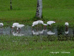 A flock of White Ibis feeding