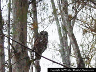 Barred Owl roosting in a Cypress tree.