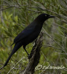 The Common Grackle appears black from a distance.