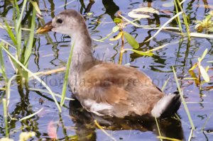 Common Moorhen, juvenile