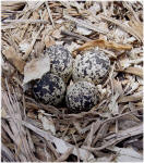 Killdeer nest and eggs