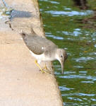 A Spotted Sandpiper hunting for a meal on a seawall.