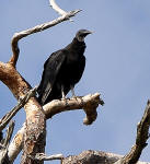 Black Vulture perched on a dead tree.
