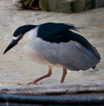 A Black-crowned Night Heron, Nycticorax nycticorax