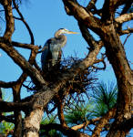 Picture of a Great Blue Heron on its nest.