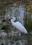 Great egret trying to swallow a large frog.