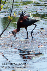Glossy Ibis feeding in a marsh