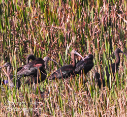 Group of Glossy Ibis in a Cordgrass marsh