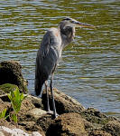 A Great Blue Heron looks for fish at the rivers edge