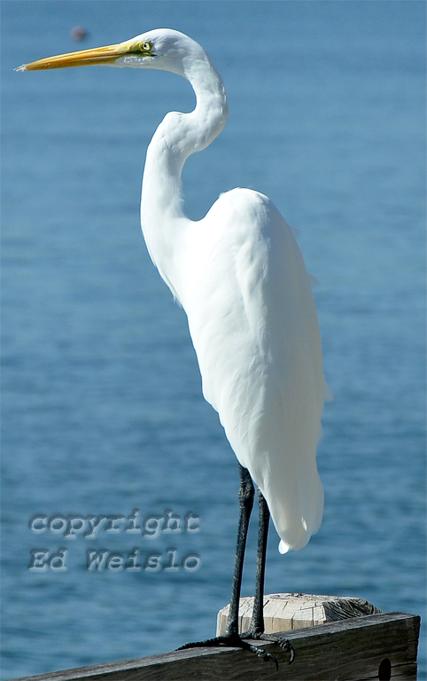 Florida White Birds