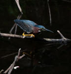 A Green Heron crouches in its typical striking position