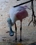 A Roseate Spoonbill caught a fish for dinner!