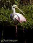 Roseate Spoonbill in a Florida marsh.