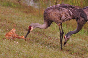 A Sandhill crane feeds its chick