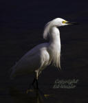 A Snowy Egret shows its plumage.