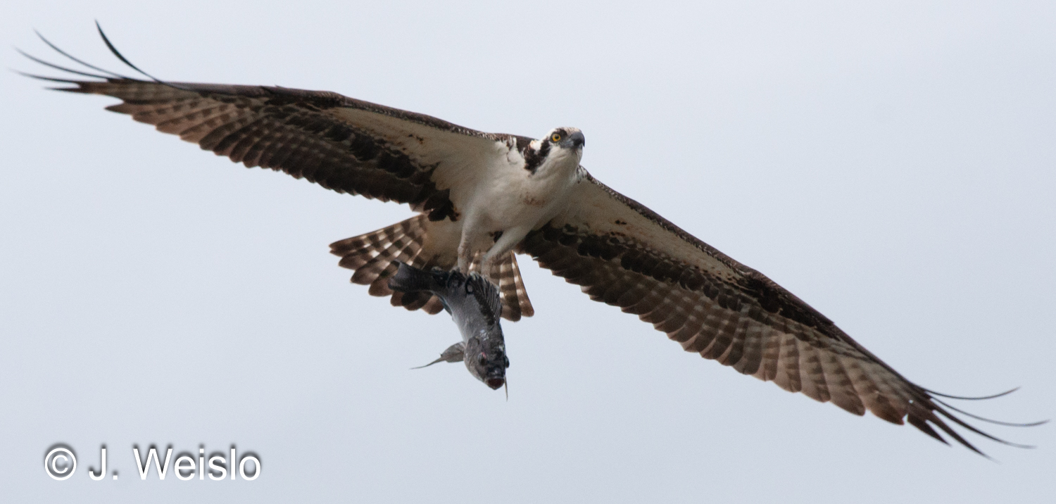 Florida Raptors and Owls | Bird Identification Guide | Florida's Nature