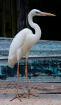 A white morph of the Great Blue Heron, note the band on its leg.