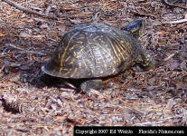 Florida Box Turtle - Terrapene carolina bauri
