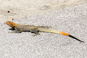Male agama lizard