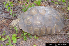 Large Gopher tortoise feeding.