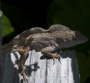 Brown Anole - Male with crest raised