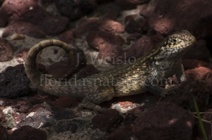 Northern Curly-tailed lizard