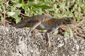 Pregnant female Agama lizard