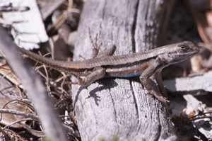 Florida Scrub Lizard on a log