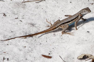 Florida scrub lizard - Sceloporus woodi
