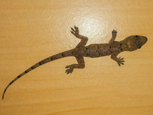 Tropical House gecko - Hemidactylus mabouia