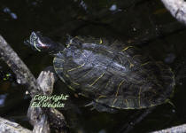 The Red-eared slider is an introduced species from the pet trade.