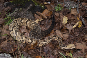 A Timber Rattler, also called the Canebrake Rattler