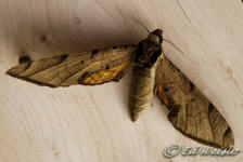 Streaked Sphinx moth