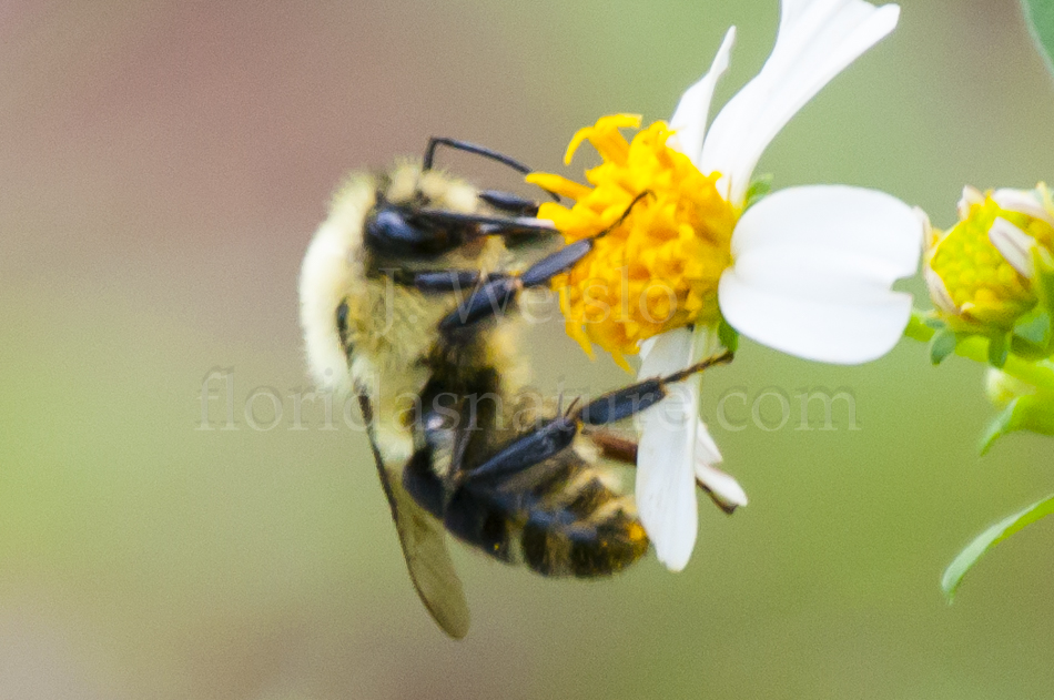 bumble bees of Florida, Bombus spp.