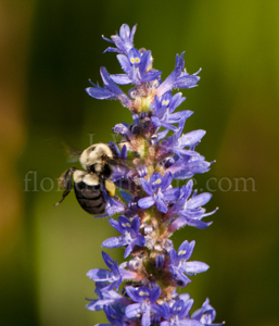 Common Eastern Bumble bee