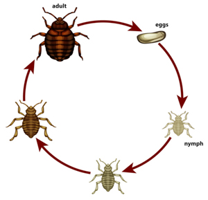 Diagrame of a true bugs life cycle