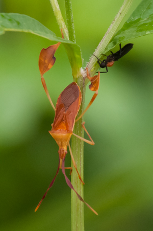Leaf-footed bug - Chondrocera laticornis laticornis