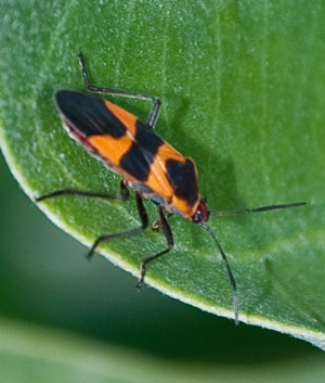 Oncopeltus fasciatus -  Large milkweed bug