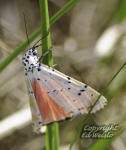 Bella moth - Utetheisa ornatrix