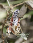 Bella moth - Utetheisa ornatrix, ventral veiw.