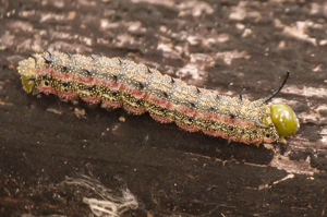 Pink-striped oakworm moth caterpiller