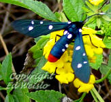 Polka-Dot Wasp Moth on Lantana flowers