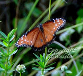 Queen butterfly male showing scent spot